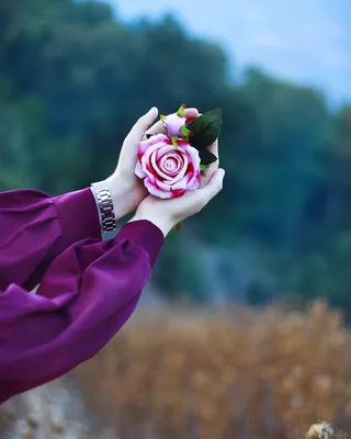 Красивые цветы на ватсап - красивые фото