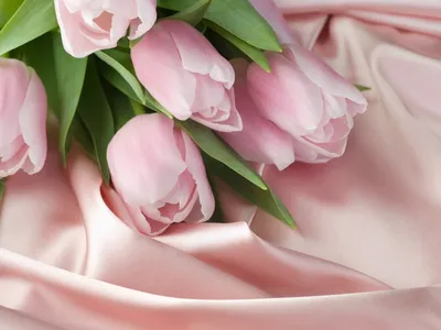 Pink Roses Live Wallpaper APK for Android Download