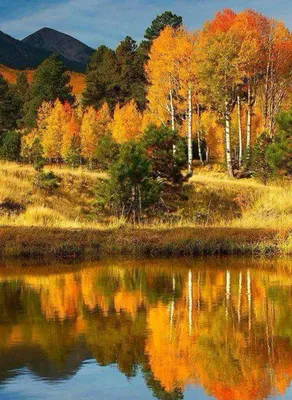 Осенняя беседка. Солнечные лучи в желтых листьях. Красивые фото осенней  природы