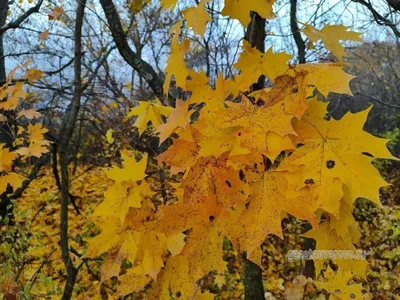 Осенние пейзажи | Пейзажи, Осенний пейзаж, Живописные фотографии