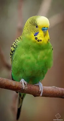 [74+] Красивые картинки попугаев обои