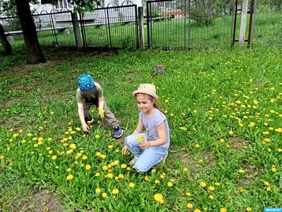 Красивый зеленый пейзаж летним экология концепции природы зеленых деревьев,  кустарников Wildflowers травы луга естественной Стоковое Изображение -  изображение насчитывающей вырастите, солнечно: 190827187