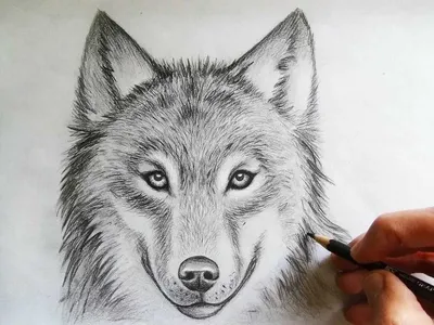 Простые рисунки карандашом для срисовки: красивые и легкие | Креативные Мамы