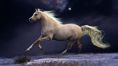Скачет в ночное время - обои на телефон бесплатно. | Pinturas de caballos,  Caballos de carreras, Fotografía de caballos