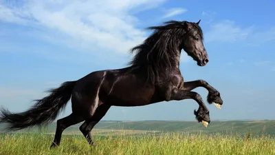 Мощная лошадь - 92 фото