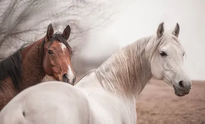 Конные прогулки в Москве по записи | Катание детей на лошади и пони