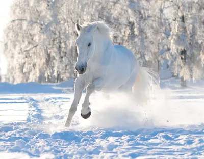 обои : Черный, природа, Лошадь, снег, Зима, Кобыла, Млекопитающее,  1920x1440 px, Позвоночный, Грива, Конь как млекопитающее, Жеребец, Мустанг  лошадь 1920x1440 - goodfon - 617102 - красивые картинки - WallHere