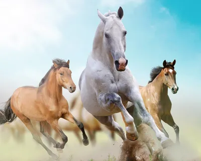 крупным планом фото изображения ДНК белой лошади, картинка белая лошадь,  лошадь, животное фон картинки и Фото для бесплатной загрузки