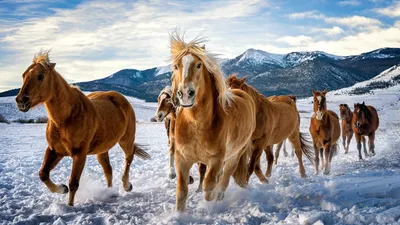 Обои лошадь, снег, зима на рабочий стол