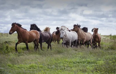 Обои лошади, красивые, лошадь, раздел Животные, размер 1600x1200 - скачать  бесплатно картинку на рабочий стол и телефон