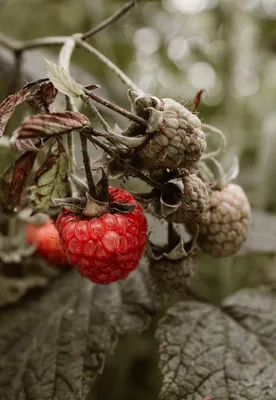 Картинки малина, черника, ягоды, вкусно,красиво - обои 1366x768, картинка  №211628