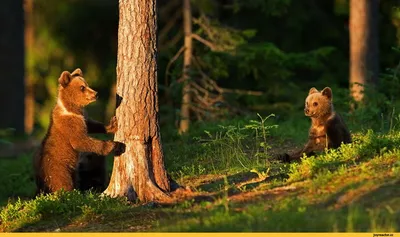 Мои сладкие медвежата ❤️ Невероятно милые и тискательные ❤️❤️❤️ МК \"Сонный  медвежонок\" 300₽/10бел.р. Пора начинать вязание милых… | Instagram