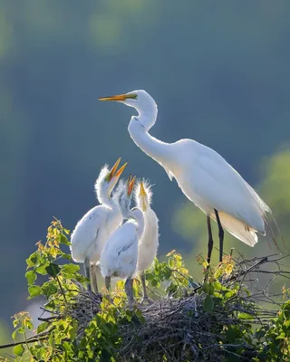 Восторженная красота природы | Nature photography, Beautiful birds, Bald  eagle