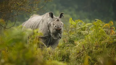 3 Африканских Zebras на набережной. Красивые африканские животные. Дикая  природа в саванне. Стоковое Изображение - изображение насчитывающей  джунгли, черный: 193944757