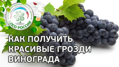 Красивая Молодая Женщина С Желтым Венком Осенью И Винограда, Изолированных  На Белом Фоне Фотография, картинки, изображения и сток-фотография без  роялти. Image 17051842