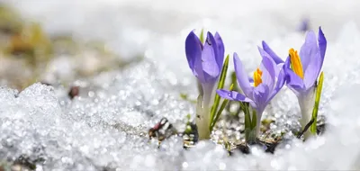 Скоро весна подснежники (49 фото) - 49 фото
