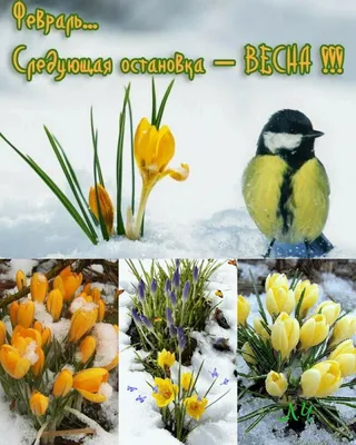 Февральское утро скоро весна (45 фото) - 45 фото