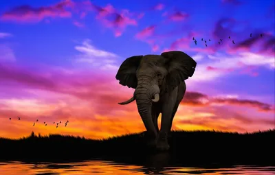 3 группы слонов идут вместе по полю, красивые фотографии слонов, слон,  картинка слона фон картинки и Фото для бесплатной загрузки