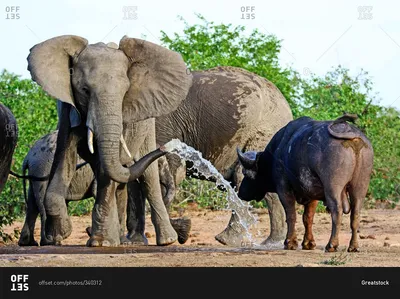 Красивые И Большие Слоны Играет На Земле Слон Отношения Красочные  Окрашенные Слона Украшенные Слонов В Таиланде — стоковые фотографии и  другие картинки Слон - Толстокожие животные - iStock