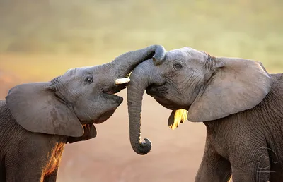 Indian Travel Miles - КАКИЕ ОНИ ИНДИЙСКИЕ СЛОНЫ? Известно, что индийские  слоны, они же азиатские, очень общительные животные и проявляют широкий  спектр эмоций. Они невероятно умны и выразительны. 👉ИНТЕРЕСНЫЕ ФАКТЫ  ☑Хобот этого