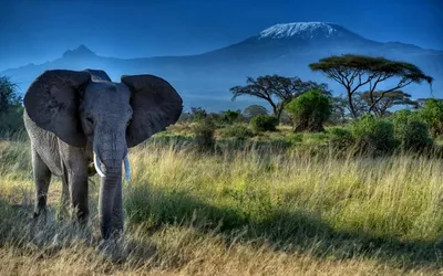картинки : Южная Африка, Морщить, Кожа, Африканский слон, Слоны и мамонты,  Глаз, Земное животное, Крупным планом, Индийский слон, Орган, Дикая  природа, дерево, Морда, фотография, черное и белое 5184x3456 - Roonschr -  1622620 - красивые картинки - PxHere
