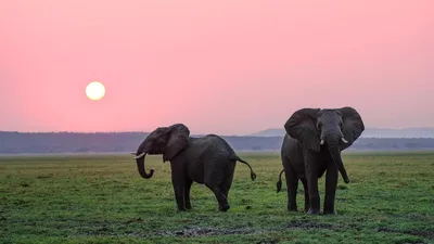Розовые слоны, красиво, реалистично, …» — создано в Шедевруме