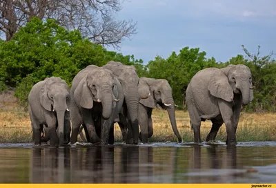 Красивые слоны уходят на поле Стоковое Изображение - изображение  насчитывающей слоны, здесь: 166914551