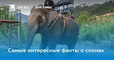 Красиво, 4k, высокое разрешение слоны…» — создано в Шедевруме
