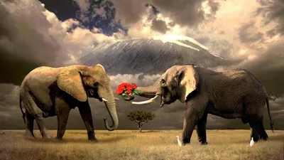 Слон Имеет Красивый И Большой Изолированный На Белом Фоне Красочные  Окрашены Головы Слона Украшенные Слонов В Таиланде — стоковые фотографии и  другие картинки Азия - iStock