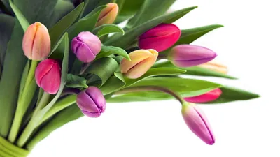 Скачать обои цветок, цветы, природа, весна, тюльпаны, красивые, раздел  цветы в разрешении 1920x1440