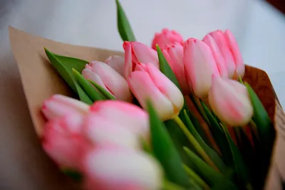 Обои на рабочий стол Красивые весенние цветы - тюльпаны, обои для рабочего  стола, скачать обои, обои бесплатно