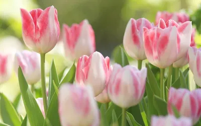 Весенний букет ярких тюльпанов | Обои для телефона