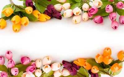 Красивые Нежные Светлорозовые Цветы Тюльпанов Весной — стоковые фотографии  и другие картинки Тюльпан - iStock