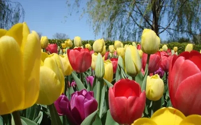 Картинки весна тюльпаны красивые (69 фото) » Картинки и статусы про  окружающий мир вокруг