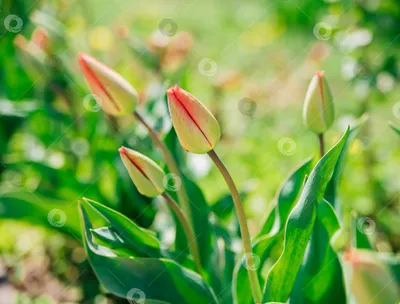 Разноцветное Поле Тюльпанов Красивые Тюльпаны Весной Яркие Цвета  Натуральных Цветов — стоковые фотографии и другие картинки Тюльпан - iStock