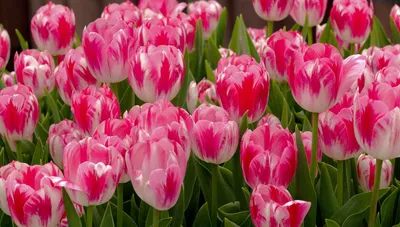 картинки : весна, Тюльпаны, цветы, цветок, задний план, обои, время года,  белый, Зеленый, Флора, Стебель растения, Обои для рабочего стола  компьютера, растение, Натюрморт фотография, трава 5456x3632 - Ylanite  Koppens - 1418885 - красивые картинки - PxHere