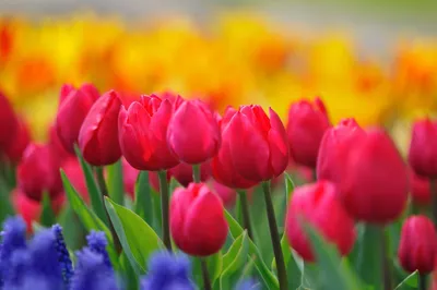 Красивые тюльпаны весны цветут в парке, нидерландской Голландии Стоковое  Фото - изображение насчитывающей нидерланды, украшение: 111259832