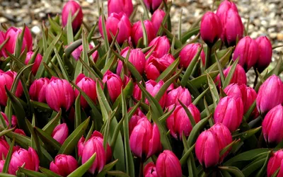 Тюльпаны - красивые картинки (65 фото)