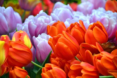 Красивые тюльпаны привлекательности пейзажа весны в цветени Редакционное  Фотография - изображение насчитывающей женщина, весна: 112946667
