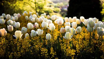 один тюльпан цветок в весенний сезон красота красивые тюльпаны Фото Фон И  картинка для бесплатной загрузки - Pngtree