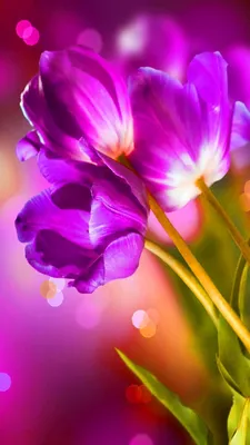 Тюльпан. Красивые Тюльпаны. Красочные Тюльпаны. Тюльпаны Весной, Красочные  Тюльпаны Фотография, картинки, изображения и сток-фотография без роялти.  Image 42309292