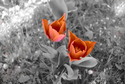 Красивые картинки тюльпанов, чтобы поделиться с друзьями - JPG, PNG, WebP |  Тюльпан Фото №484 скачать