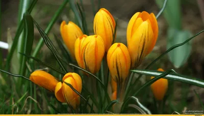 свежие красивые тюльпаны весна красочная яркая тема лист мама голландия  Фото Фон И картинка для бесплатной загрузки - Pngtree