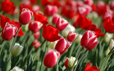 Тюльпан - чудесное приветствие Весны🌷⚘ | Путешествия от Екатерины | Дзен
