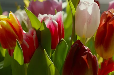 Цветение. Весна | Цветы | Egzotik çiçekler, Çiçek açan ağaçlar, Çiçek