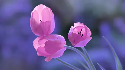 Красивые Красочные Тюльпаны, Весенний Фон. Крупным Планом. Фотография,  картинки, изображения и сток-фотография без роялти. Image 53460699