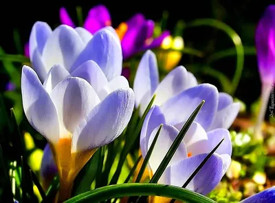 Цветы Цветочная композиция весна, …» — создано в Шедевруме