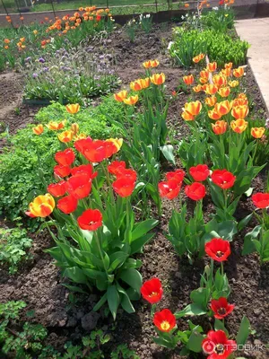 Красивые цветы тюльпана на цветном деревянном фоне. Здравствуй весна ::  Стоковая фотография :: Pixel-Shot Studio