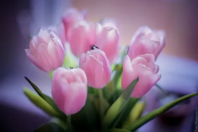 Разноцветное Поле Тюльпанов Красивые Тюльпаны Весной Яркие Цвета  Натуральных Цветов — стоковые фотографии и другие картинки Без людей -  iStock