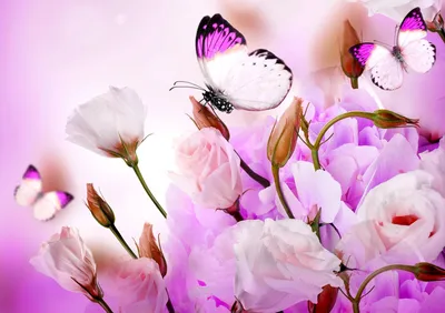 [78+] Красивые картинки цветов и бабочек обои